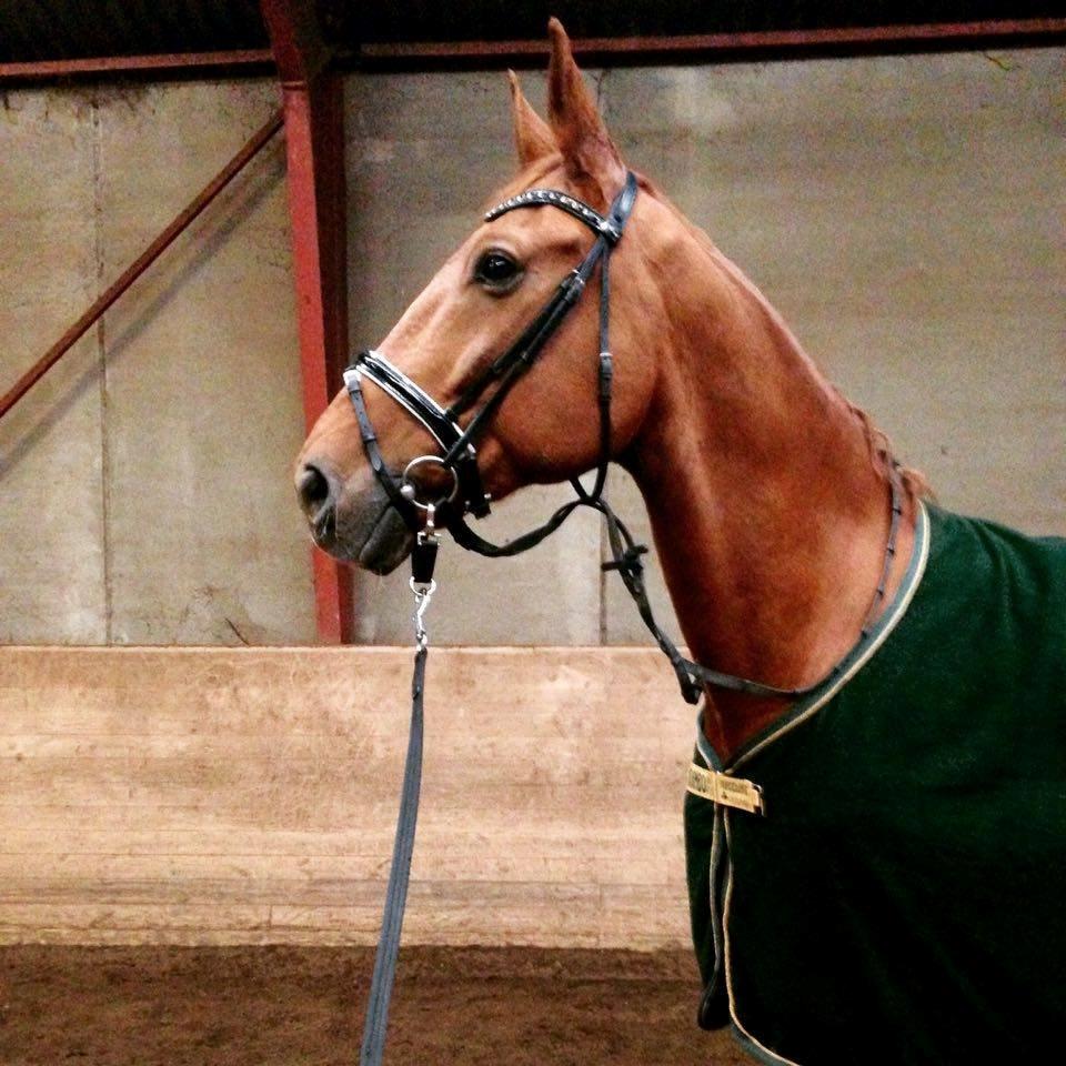 Dansk Varmblod Lillemarkens affib billede 13