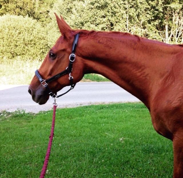 Dansk Varmblod Lillemarkens affib billede 14