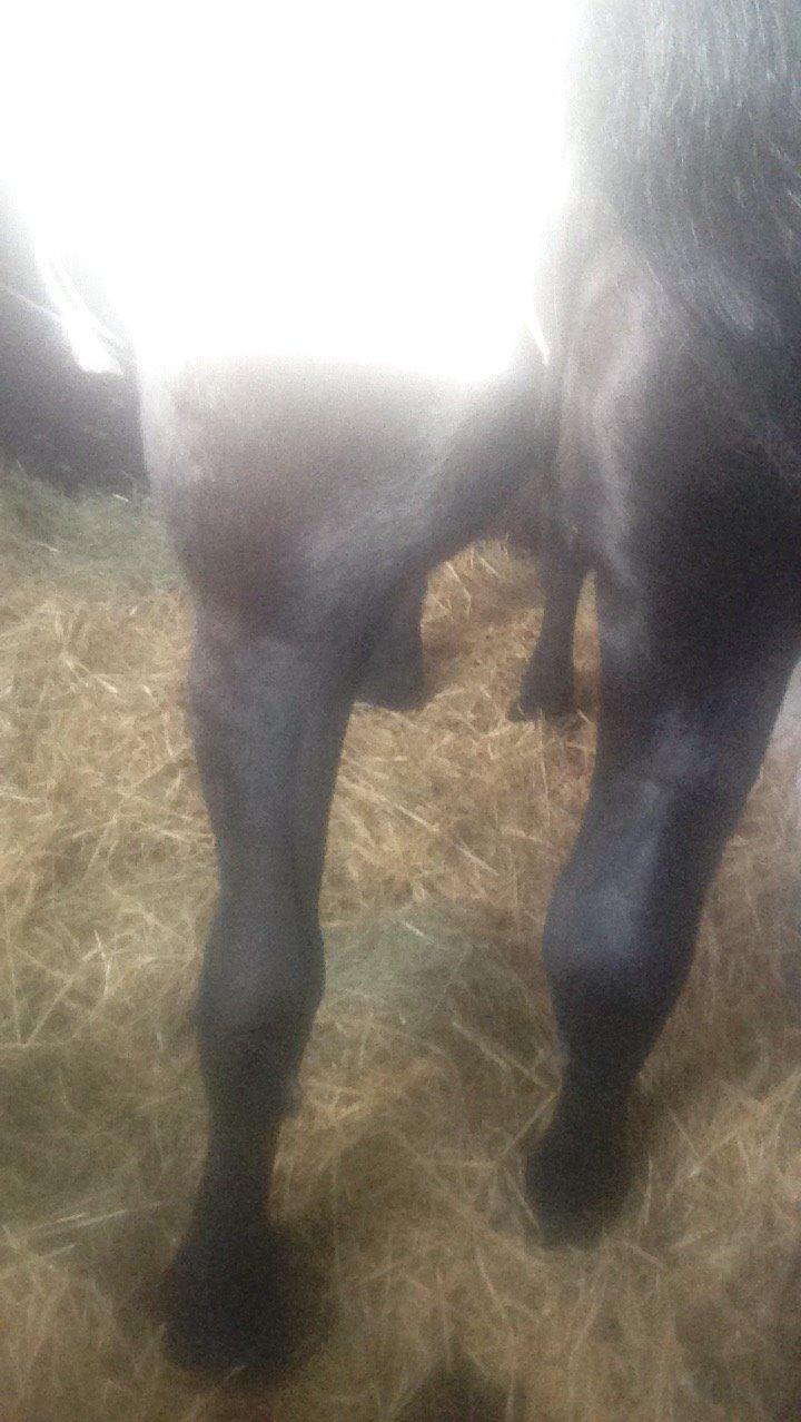Frieser Gaia billede 2