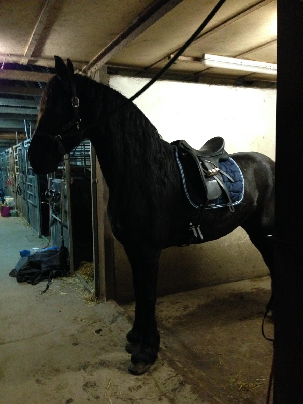Frieser Gaia billede 5