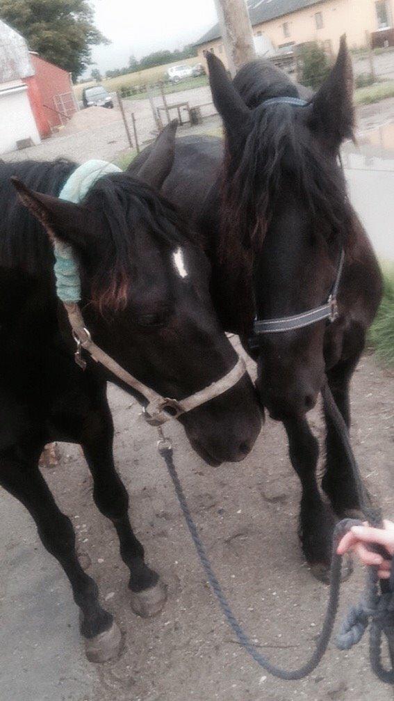 Frieser Gaia billede 6
