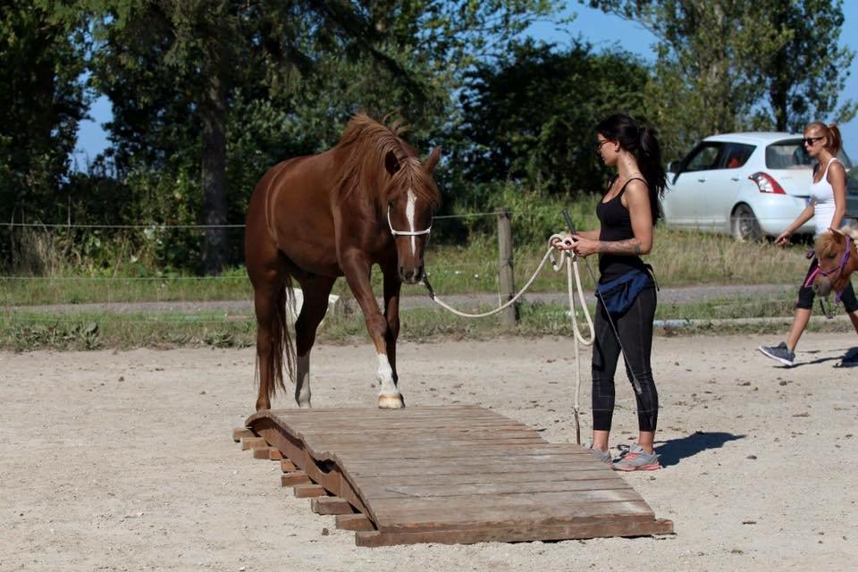 Tysk Sportspony Fredens copperfield billede 4