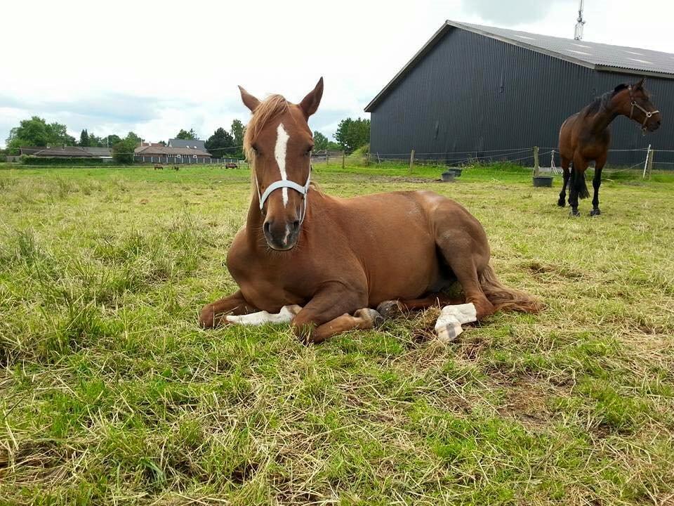 Tysk Sportspony Fredens copperfield billede 6