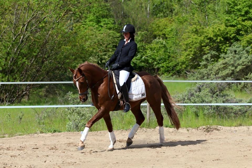 Tysk Sportspony Fredens copperfield billede 1