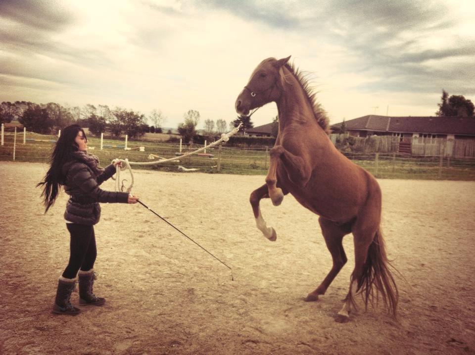 Tysk Sportspony Fredens copperfield billede 7