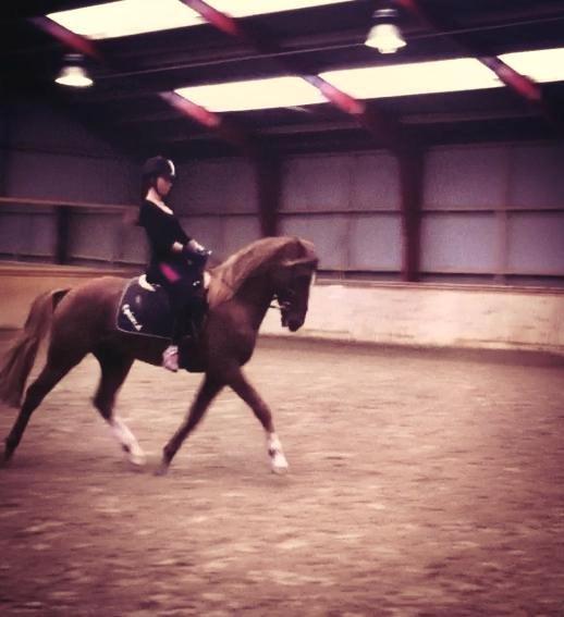 Tysk Sportspony Fredens copperfield billede 3