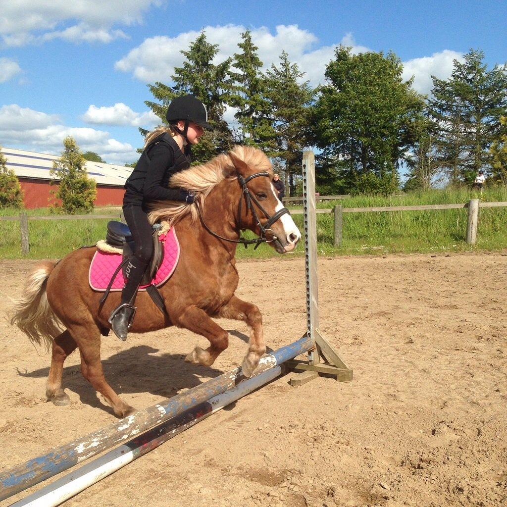 Anden særlig race Diesel billede 2