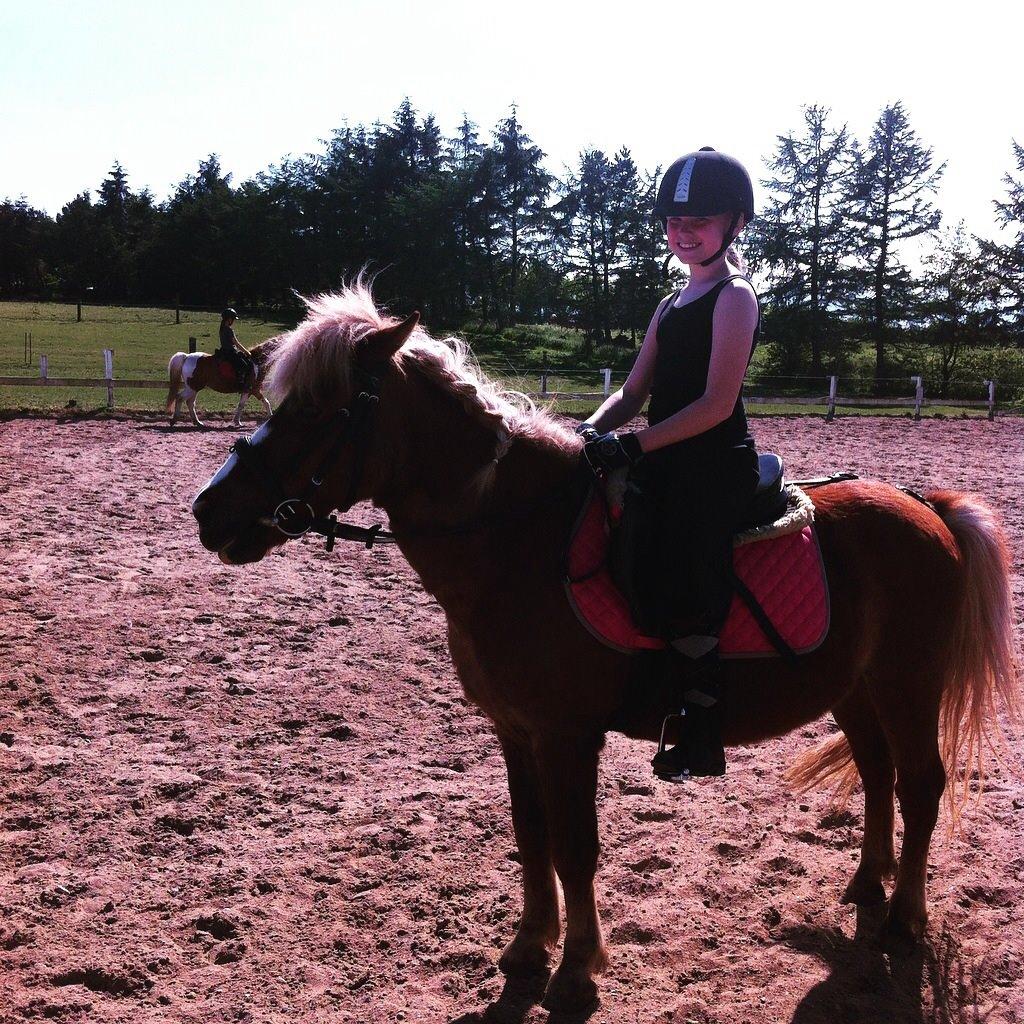 Anden særlig race Diesel billede 3