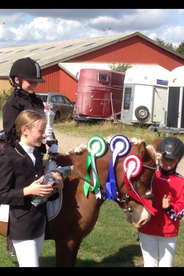 Anden særlig race Diesel - Vinderponyen Diesel <3 billede 5