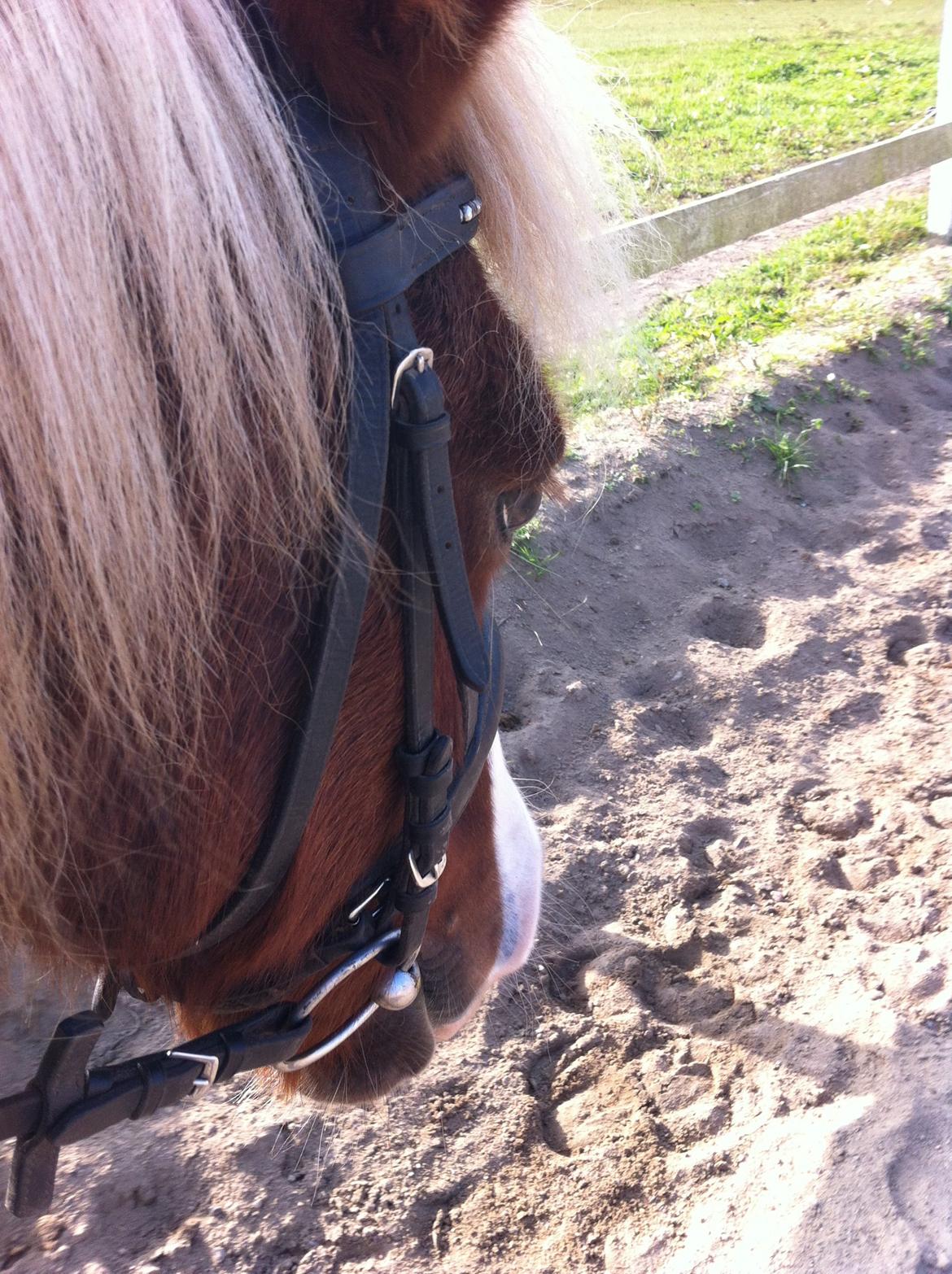 Anden særlig race Diesel - velkommen til diesel profil billede 1