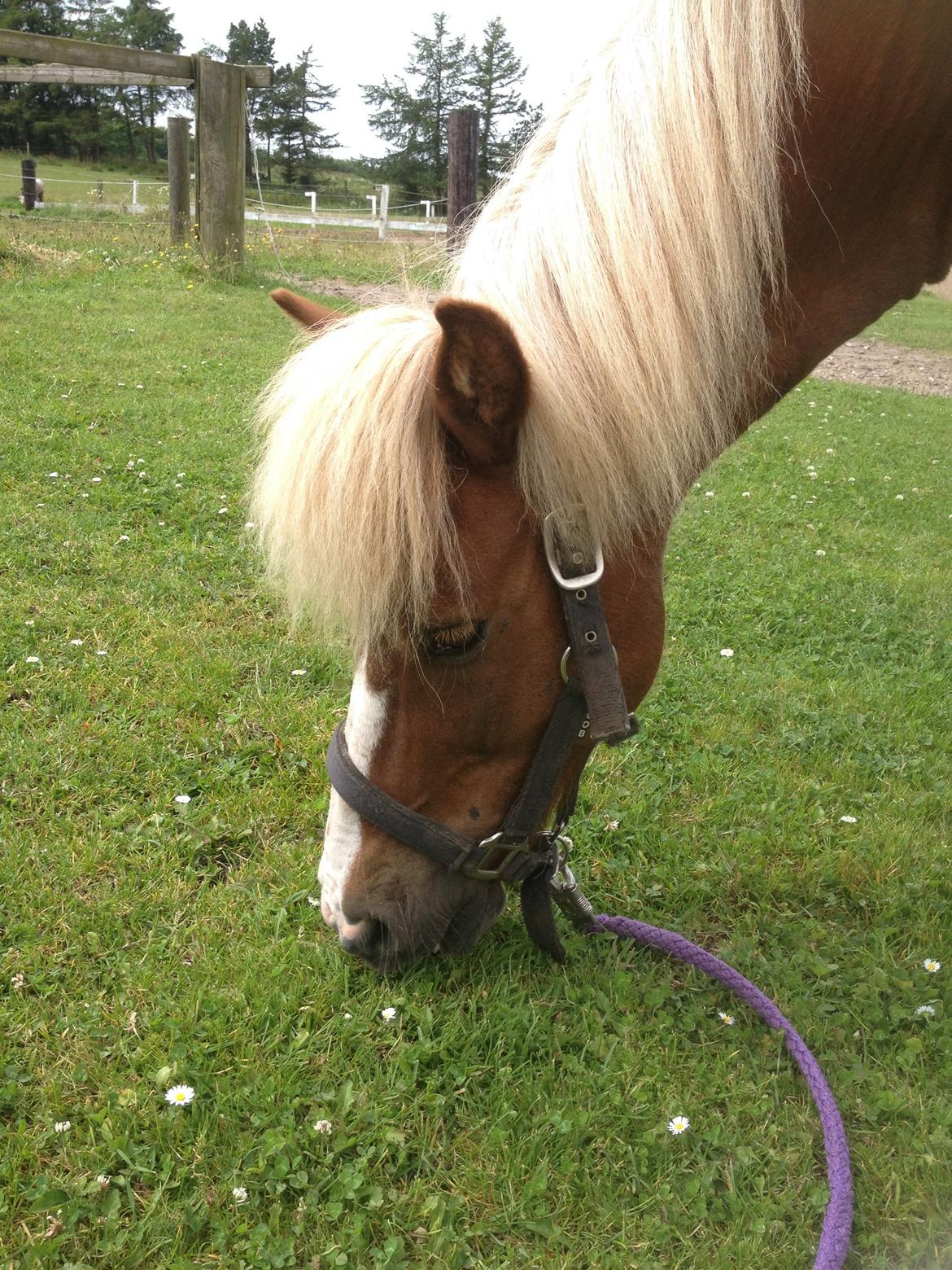 Anden særlig race Diesel - Diesel siger mums billede 4