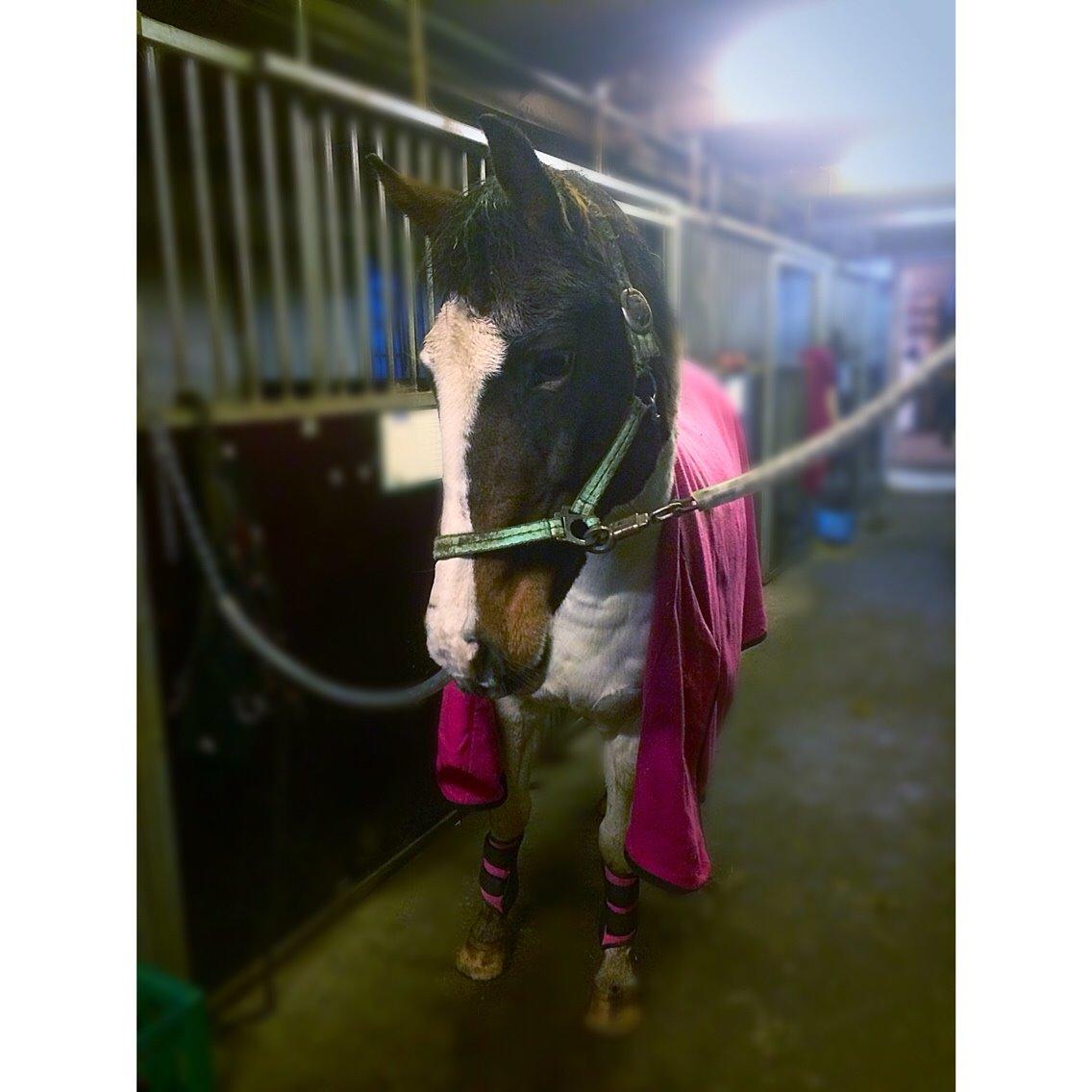 Pinto Rosenlyst's Queen Of Hearts - Pony mor <3 billede 5