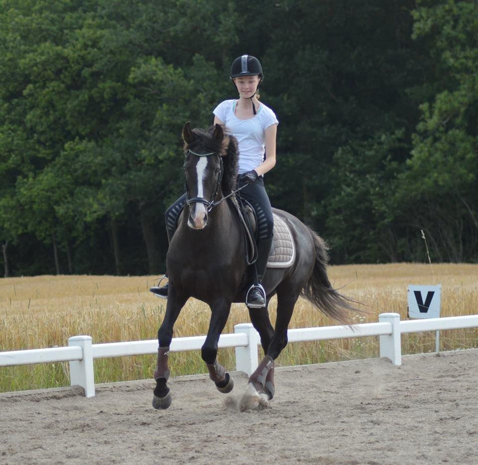 New Forest Southforks Athos - Sommerskole 2015 billede 25