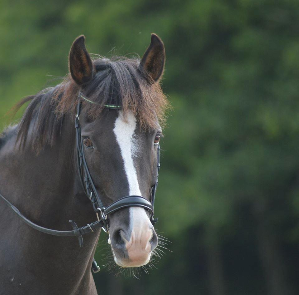 New Forest Southforks Athos - Sommerskole 2015 - Sødeste Athos <3 billede 16