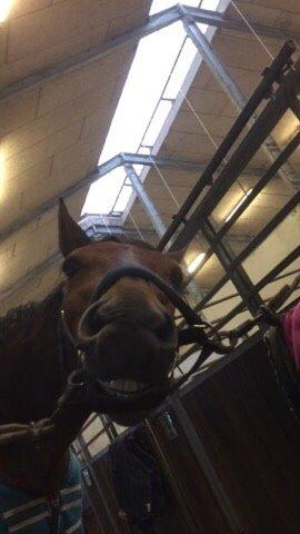 Polsk Varmblod Alvara billede 16