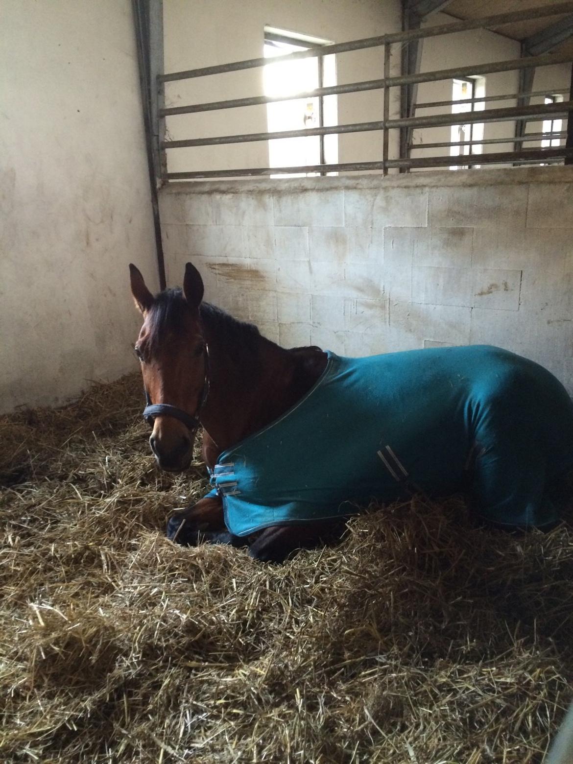 Polsk Varmblod Alvara billede 12