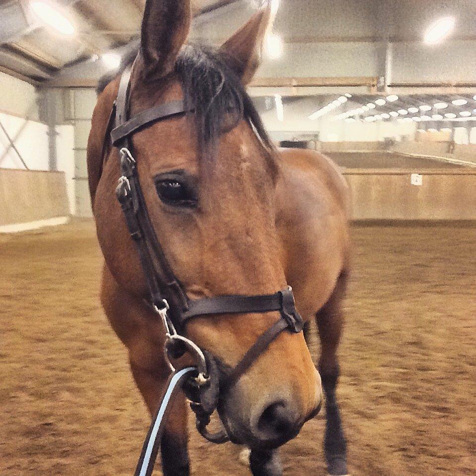 Polsk Varmblod Alvara billede 17