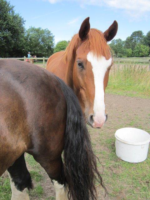 Dansk Varmblod Bøgevangs Lady Romance billede 9