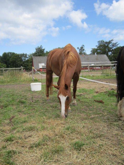 Dansk Varmblod Bøgevangs Lady Romance billede 13
