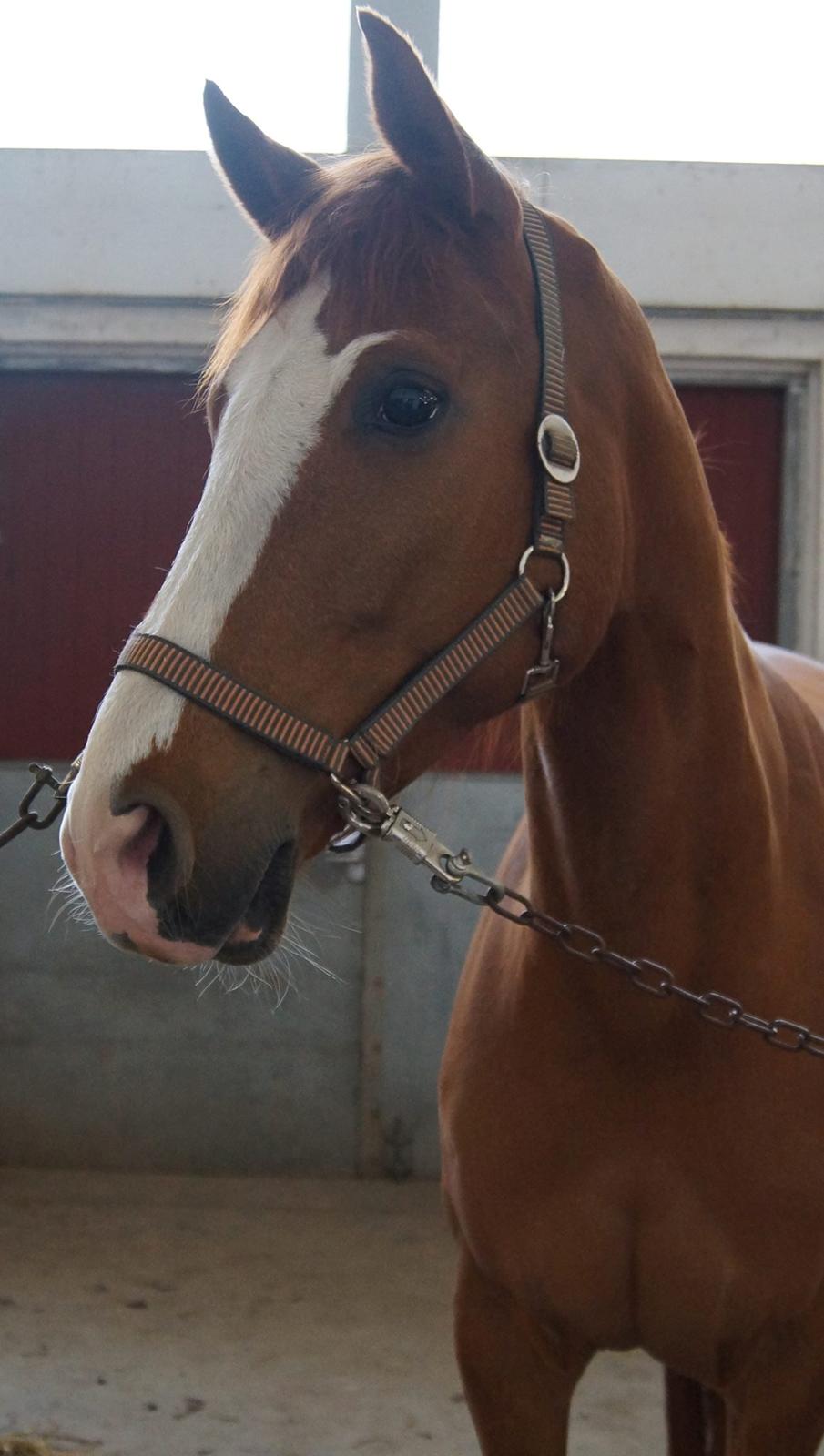 Dansk Varmblod Bøgevangs Lady Romance billede 5