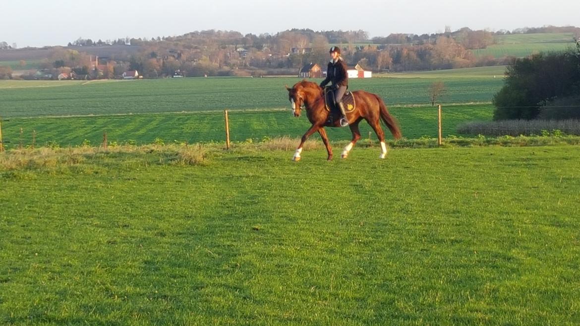 Frederiksborg Sussie Elmelund <3  billede 7