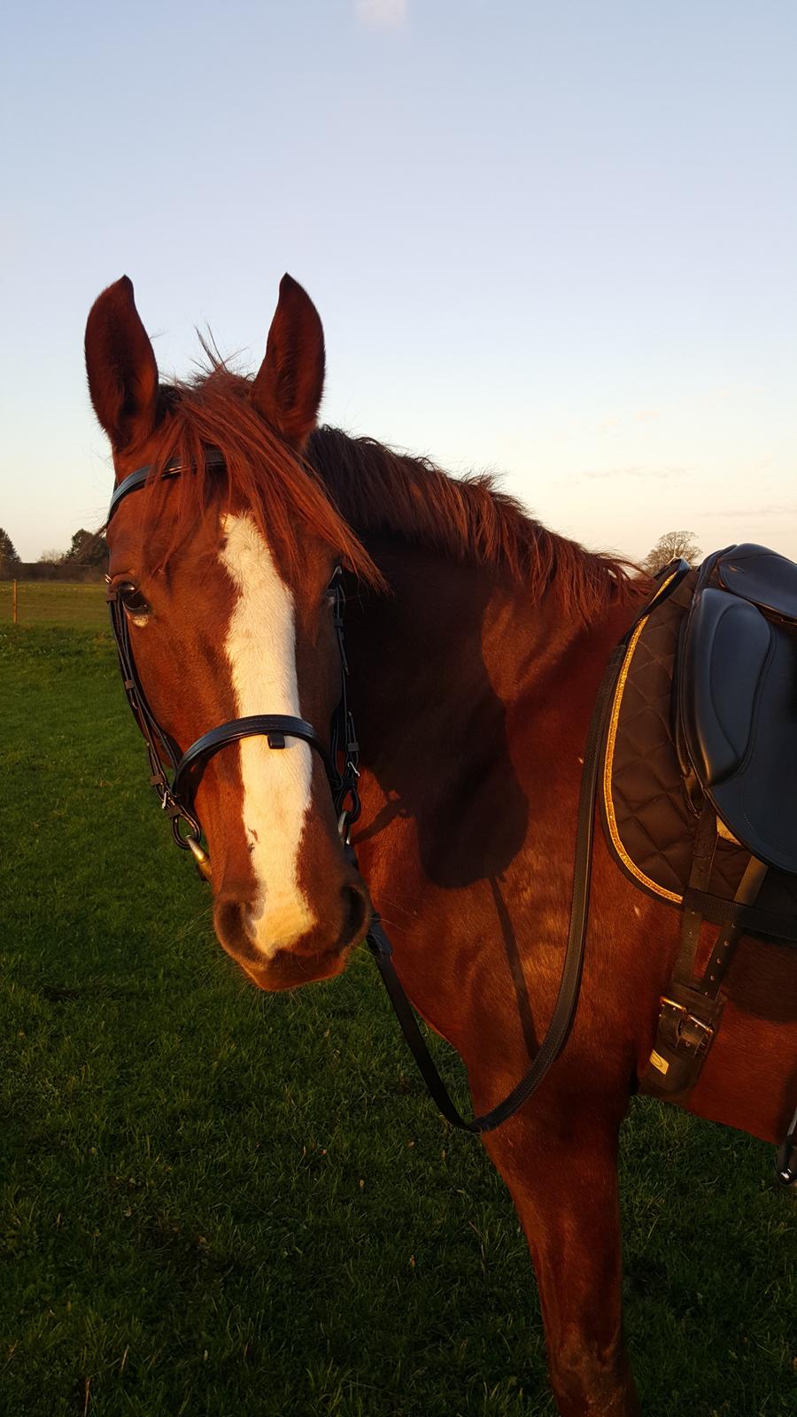 Frederiksborg Sussie Elmelund <3  billede 5