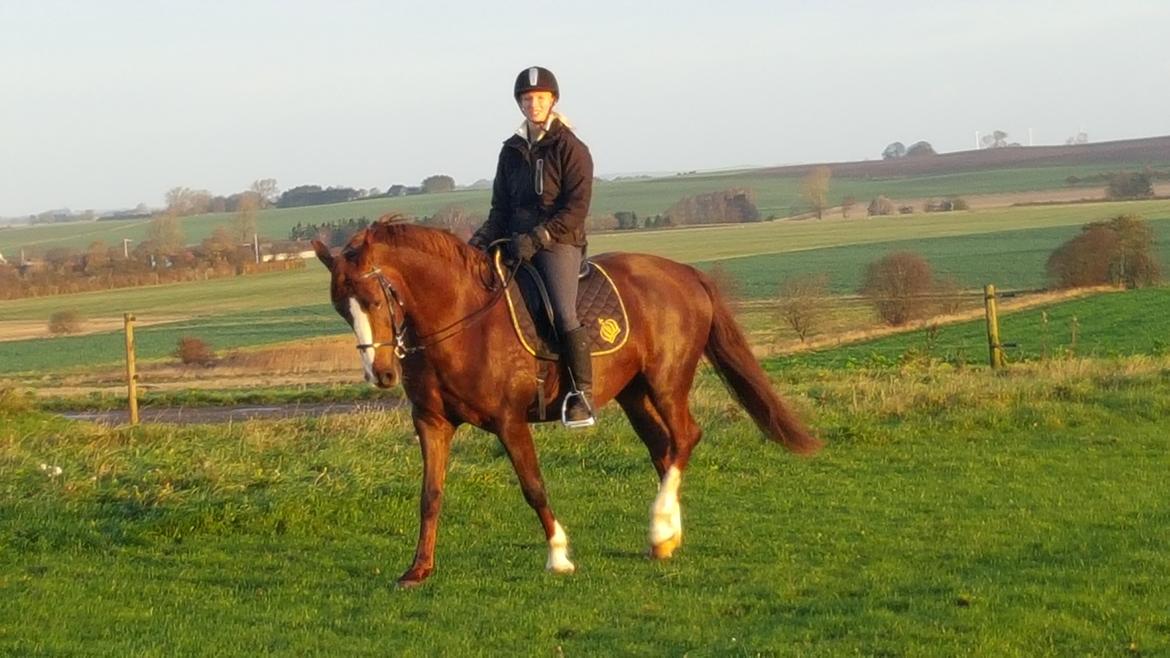 Frederiksborg Sussie Elmelund <3  billede 15