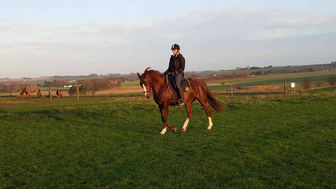 Frederiksborg Sussie Elmelund <3  billede 2