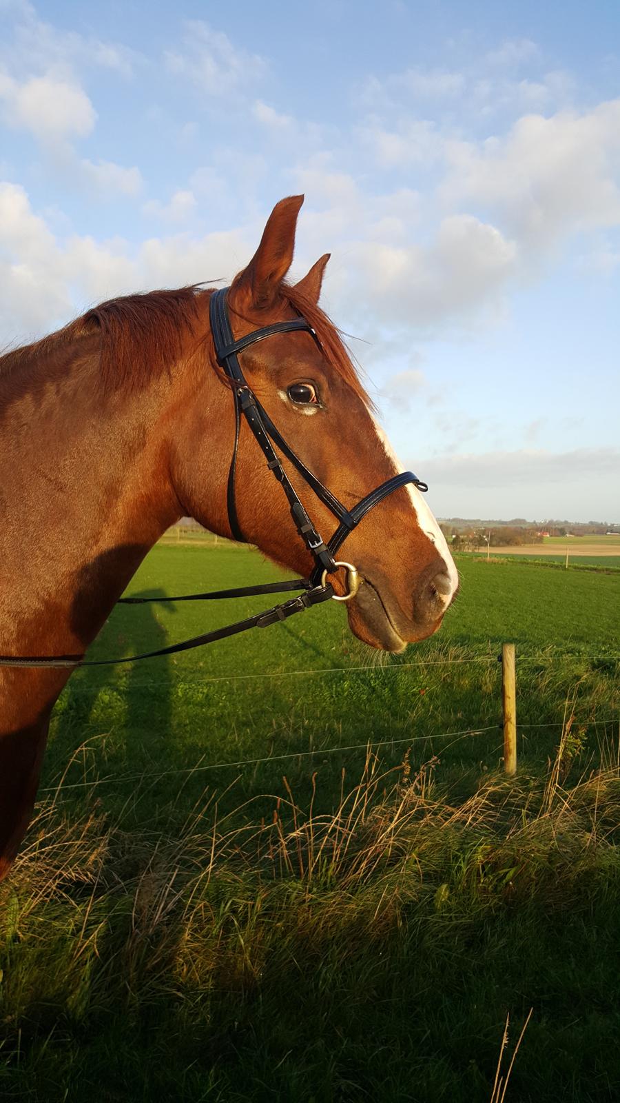 Frederiksborg Sussie Elmelund <3  billede 4