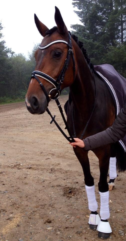 Dansk Varmblod Grandalgårds moon dancer billede 24