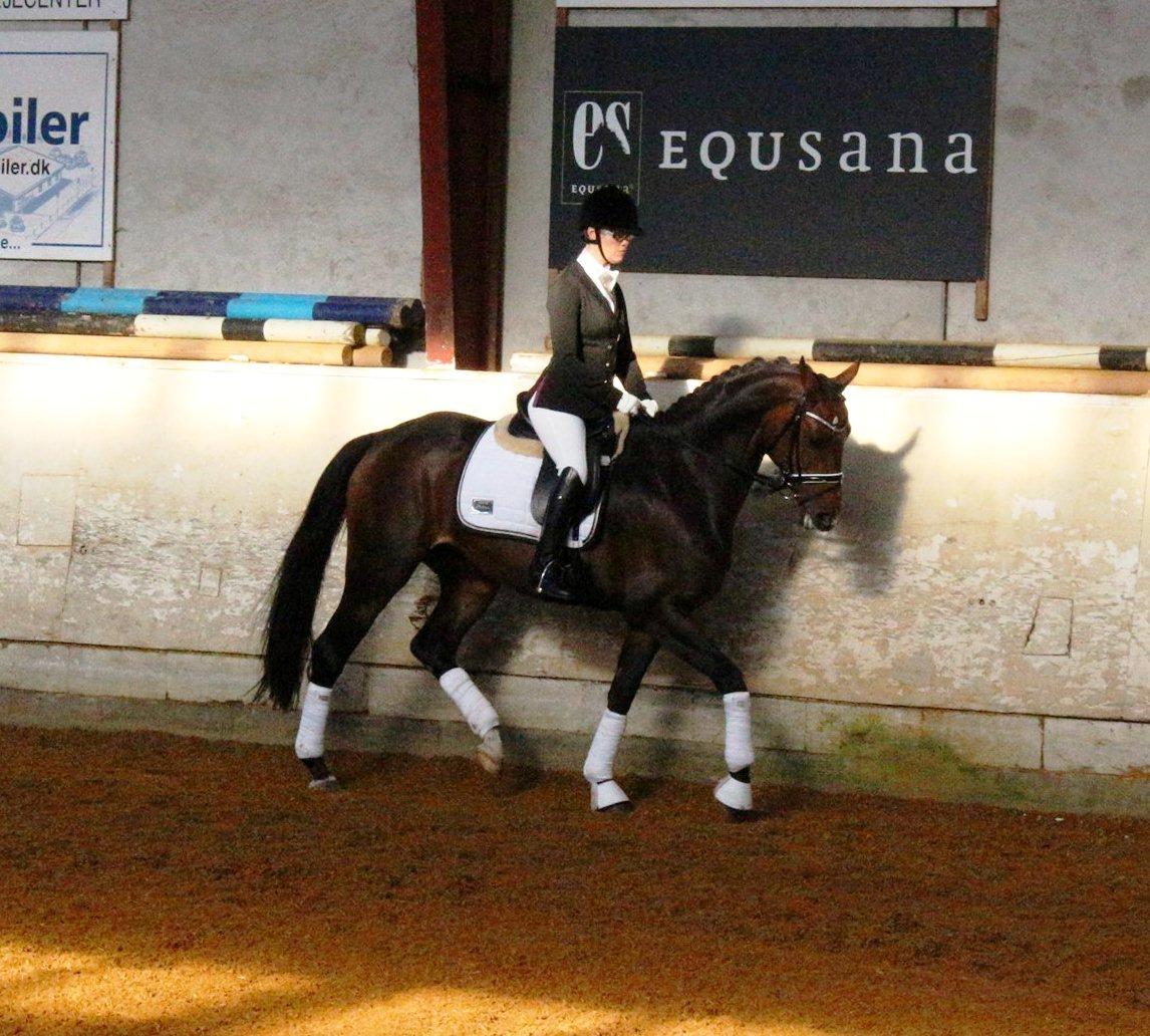 Dansk Varmblod Grandalgårds moon dancer billede 35