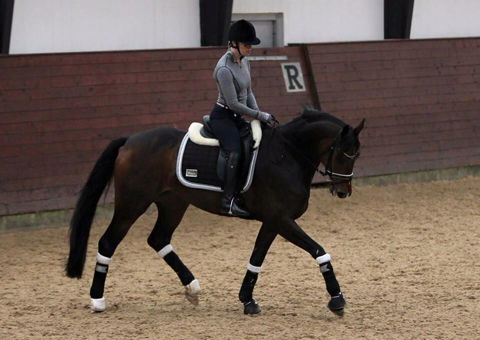 Dansk Varmblod Grandalgårds moon dancer billede 20