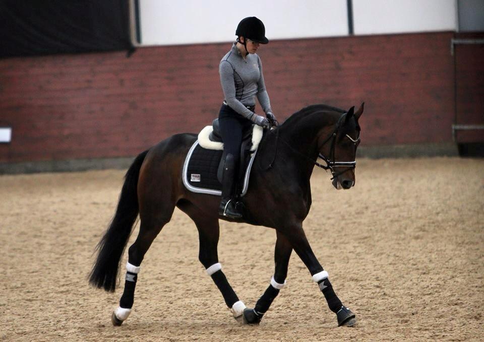 Dansk Varmblod Grandalgårds moon dancer billede 37