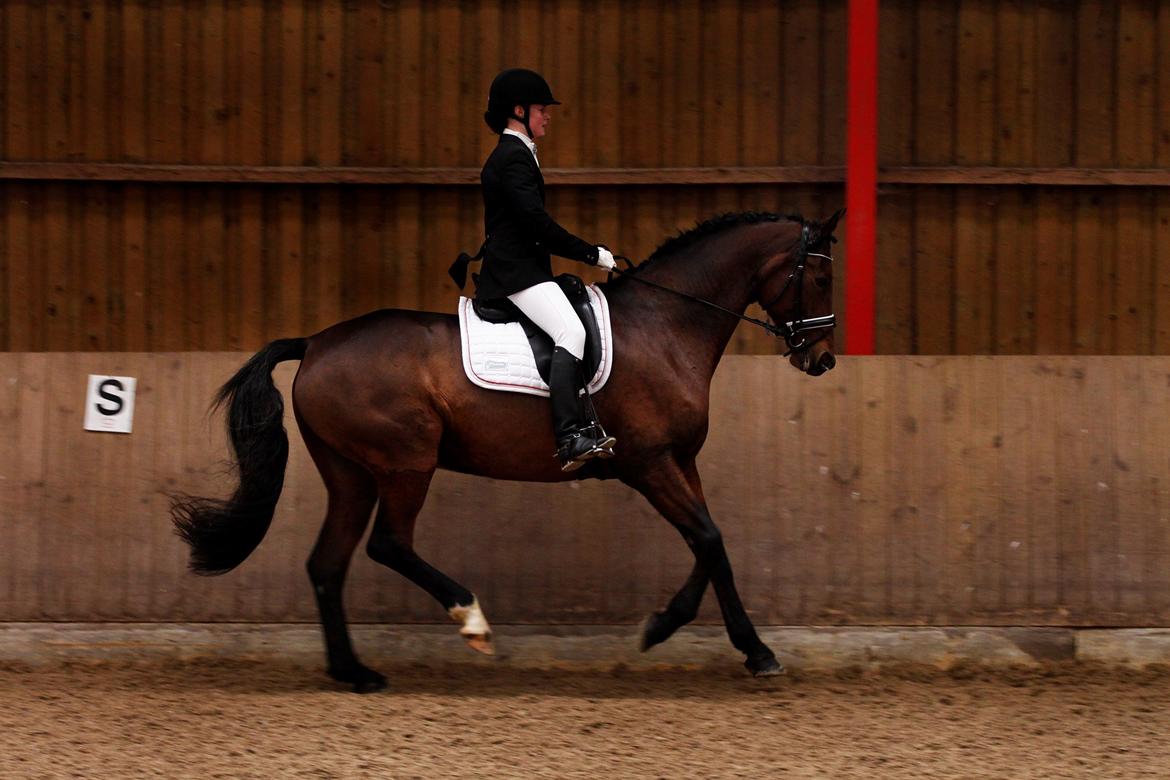 Oldenborg Java Rævdal - Taget af Anne Mikkelsen  billede 13