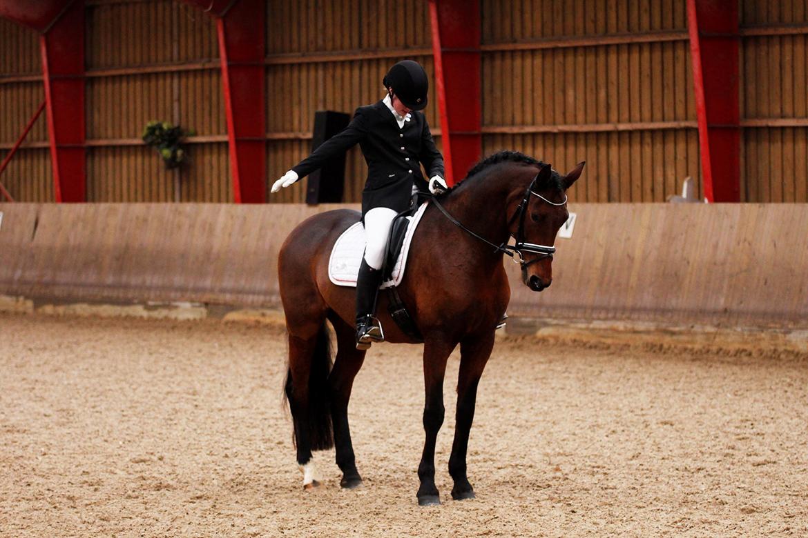 Oldenborg Java Rævdal - Taget af Anne Mikkelsen  billede 7