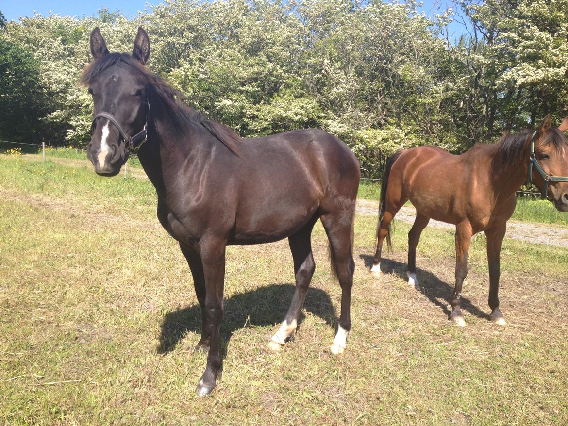 Pinto Exner's Athene billede 19