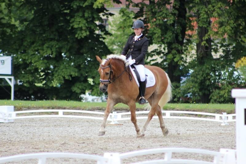 Haflinger WELTENSTOLZ billede 2