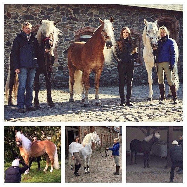 Haflinger WELTENSTOLZ billede 3