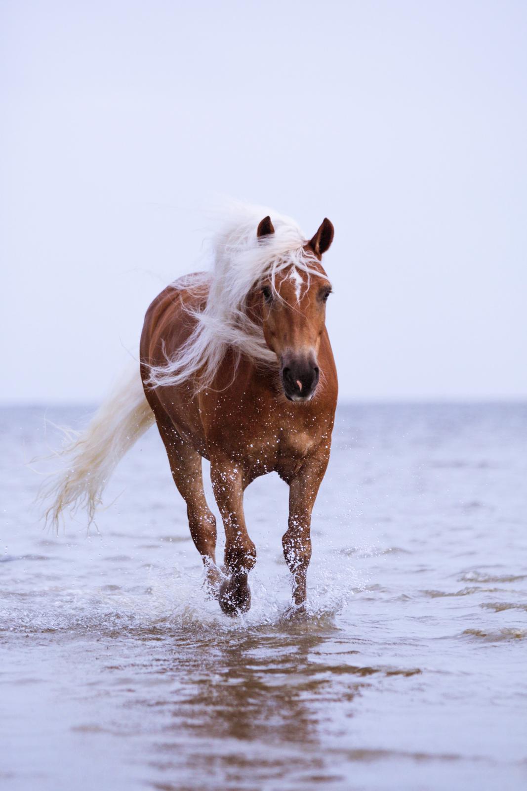 Haflinger WELTENSTOLZ billede 1