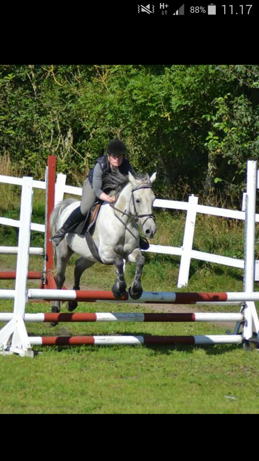 Connemara Kilmacduahg Lady billede 2