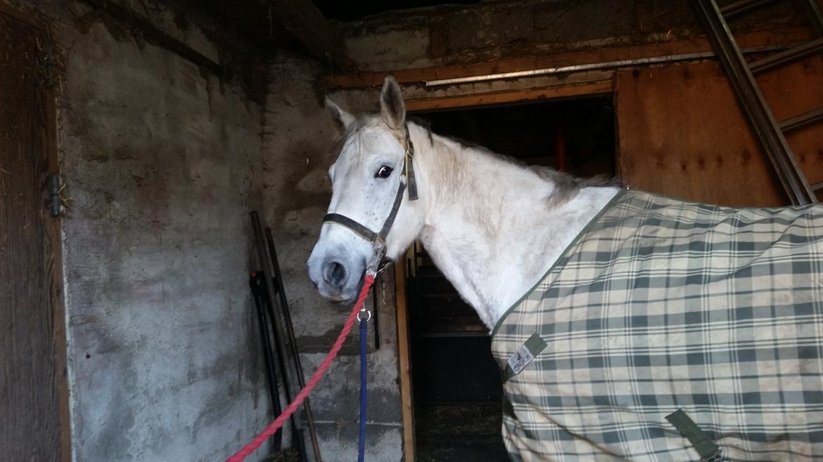 Connemara Kilmacduahg Lady billede 4