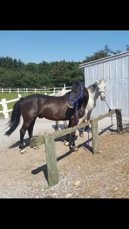 Connemara Kilmacduahg Lady billede 6