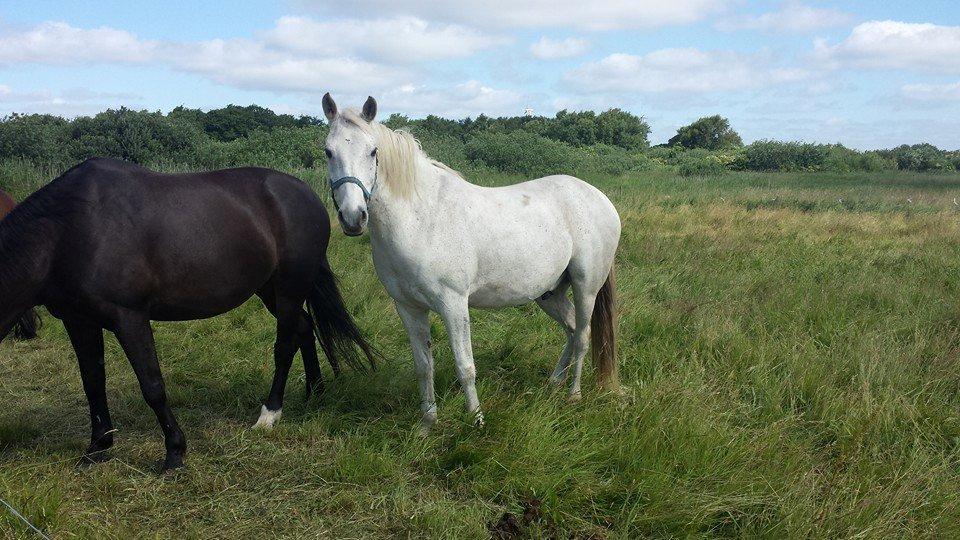 Anden særlig race Fernando billede 2