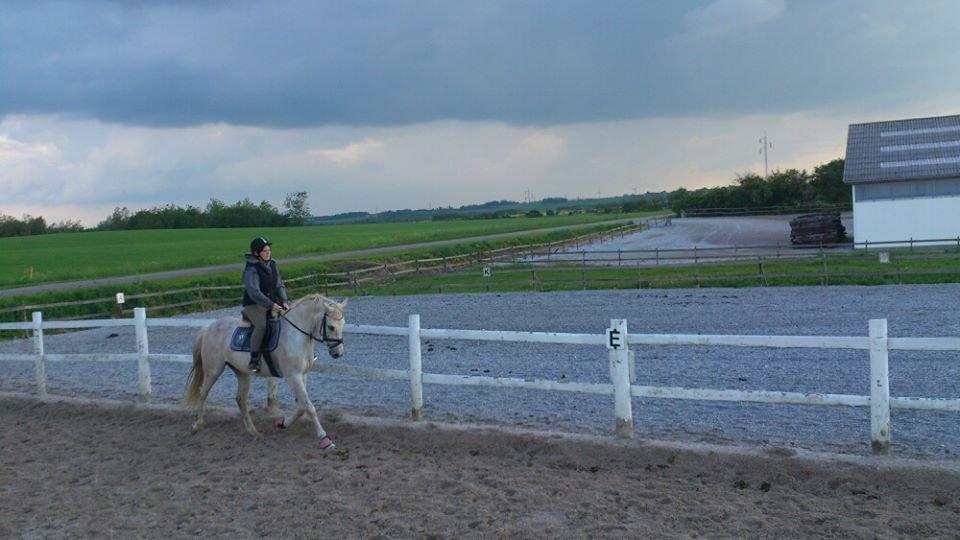 Anden særlig race Fernando billede 3