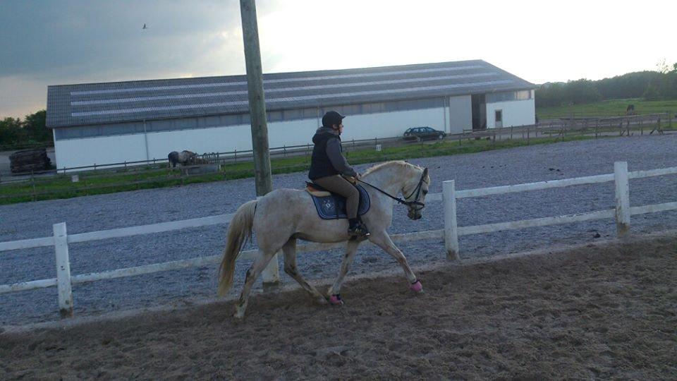 Anden særlig race Fernando billede 4