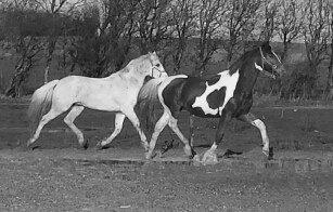 Anden særlig race Fernando billede 5