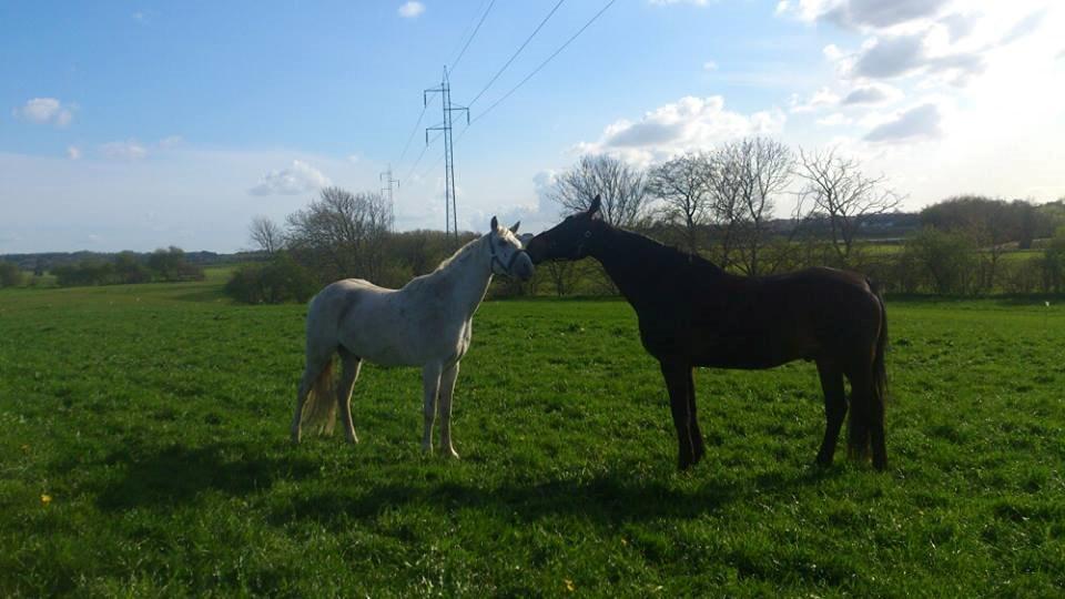 Anden særlig race Fernando billede 6