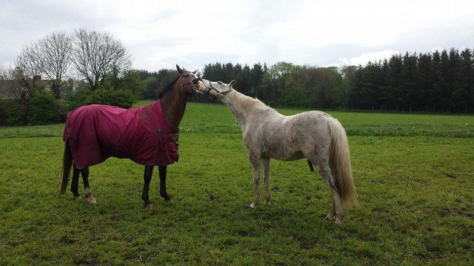 Anden særlig race Fernando billede 7
