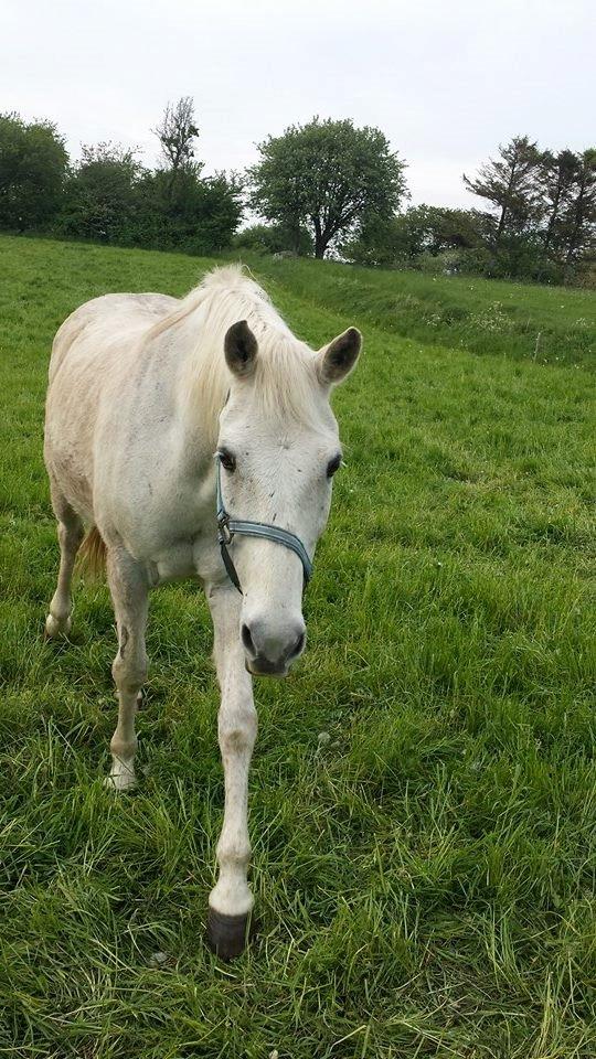 Anden særlig race Fernando billede 9