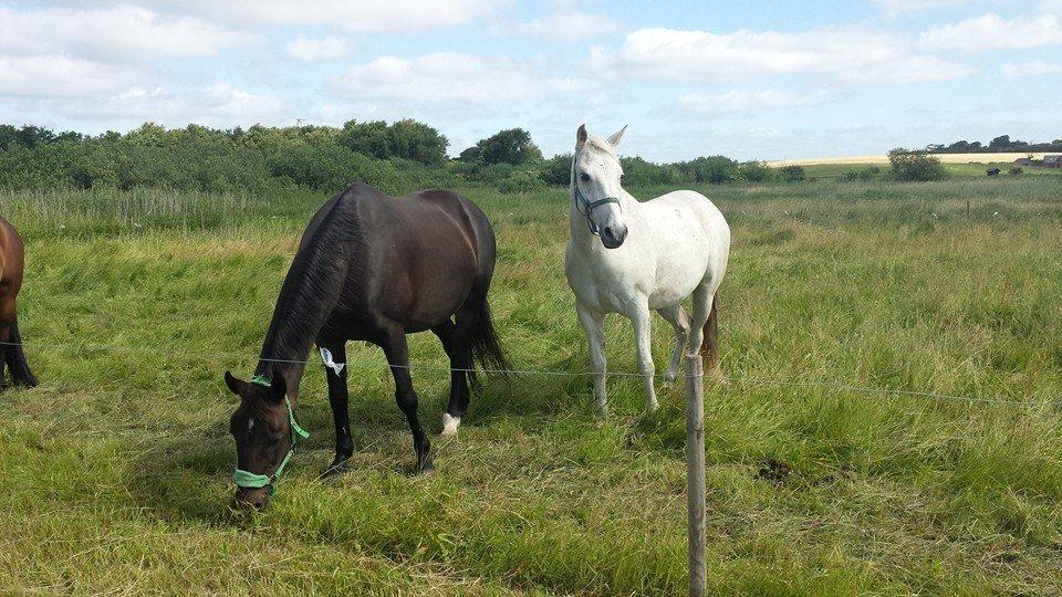 Anden særlig race Fernando billede 10